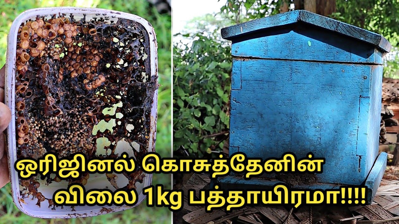 ஒரிஜினல் கொசுத்தேனின் விலை 1kg பத்தாயிரமா !! || dammer honey bee farm || singless bee farm
