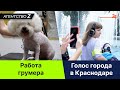 Агентство Z | Работа грумера | Голос города в Краснодаре