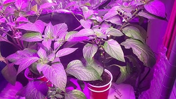 GroBucket Update One 2019