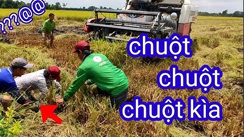 bắt chuột mùa lúa gặt đào hang,dí cù cuối  phần 1 #7 | #langthangmienque
