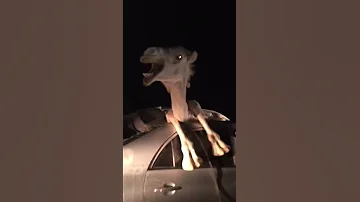 حادث بعير دخل السيارة ٢٠١٨ 