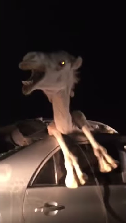 حادث بعير دخل السيارة ٢٠١٨