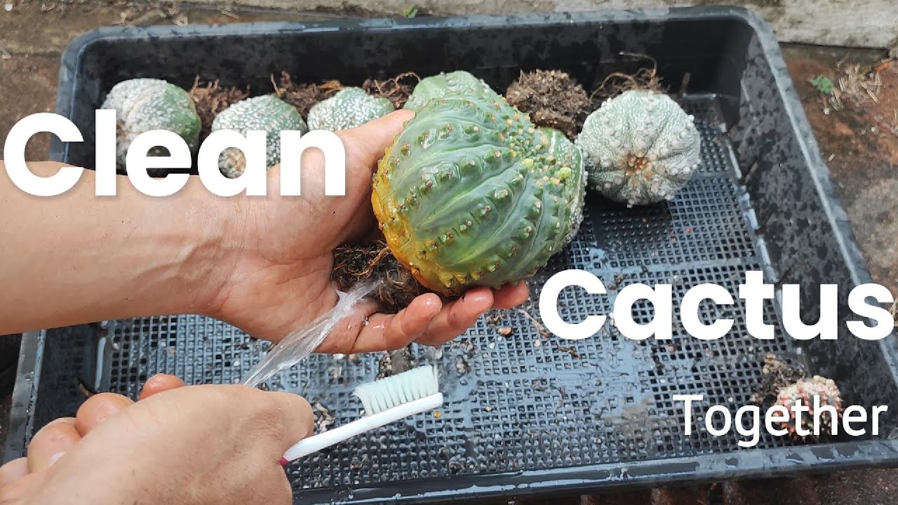 Wash and clean cactus (Garden ASMR) - YouTube