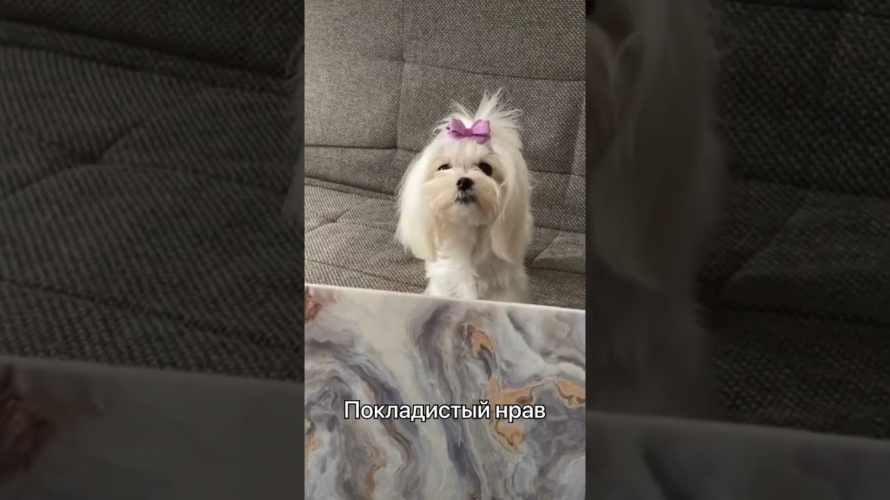 щенки болонки породы собак