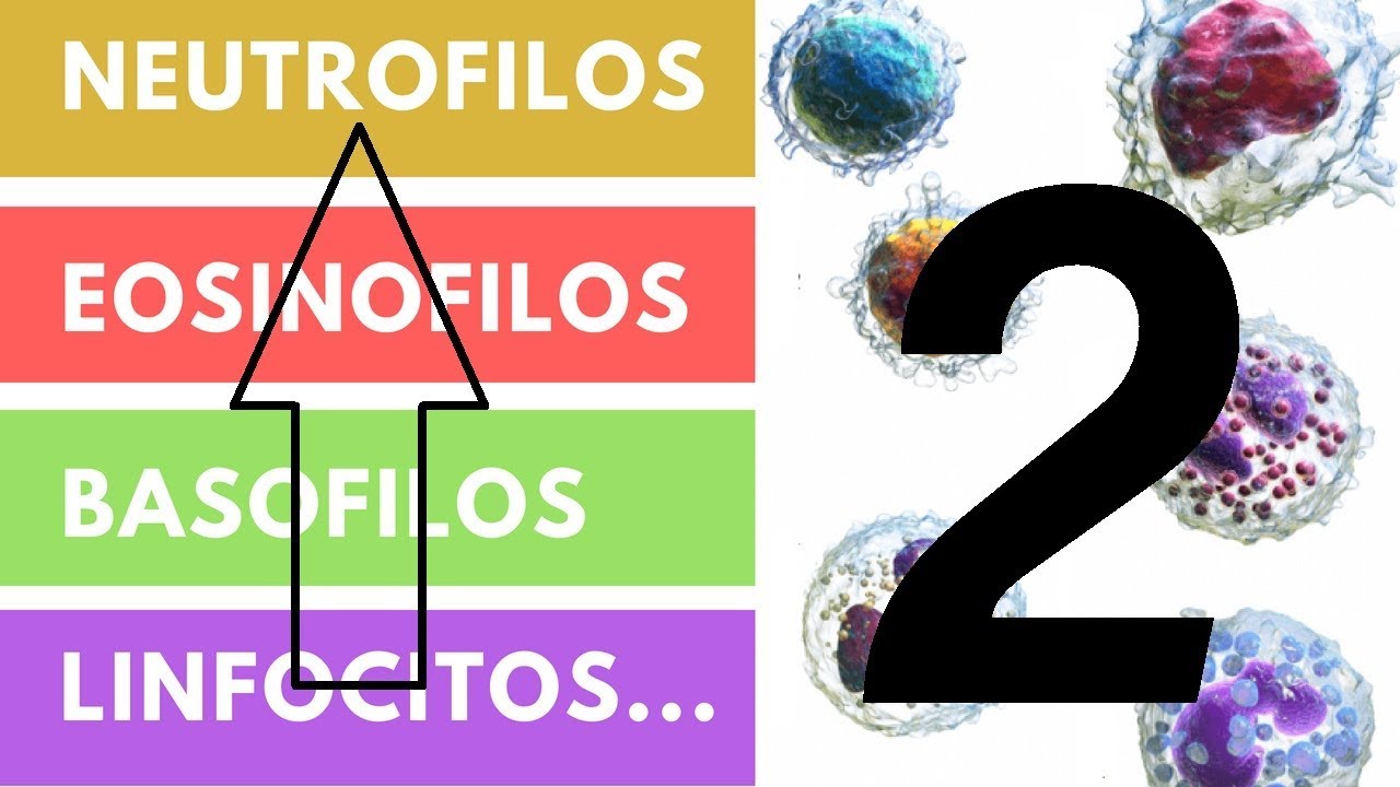 Que son los leucocitos y su funcion