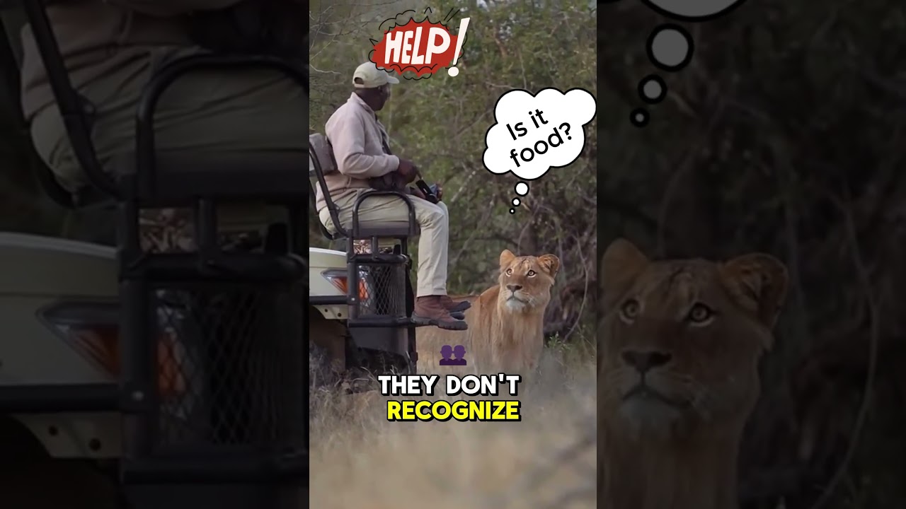 Why don’t Lions attack safari jeeps?