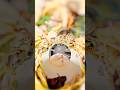 Đặt máy quay vào trong đĩa thức ăn thì chuyện gì sẽ xảy ra? khó đoán quá #hamster#trending#cute