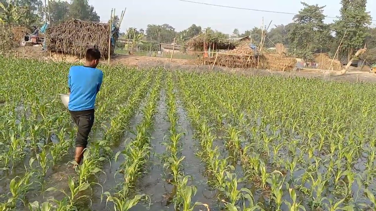 ফসলে ইউরিয়া সার ছিটানো হয় কিভাবে? | How to Use Urea Fertilizer | Islamic Way