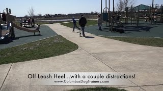 Dog Training 7 Month Old Jack Russell Terrier, Bucco Beforeafter 2 Week Board And Train