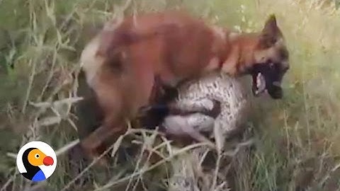 Dog vs Python: Anti-Poaching Dog Attacked By Python | The Dodo