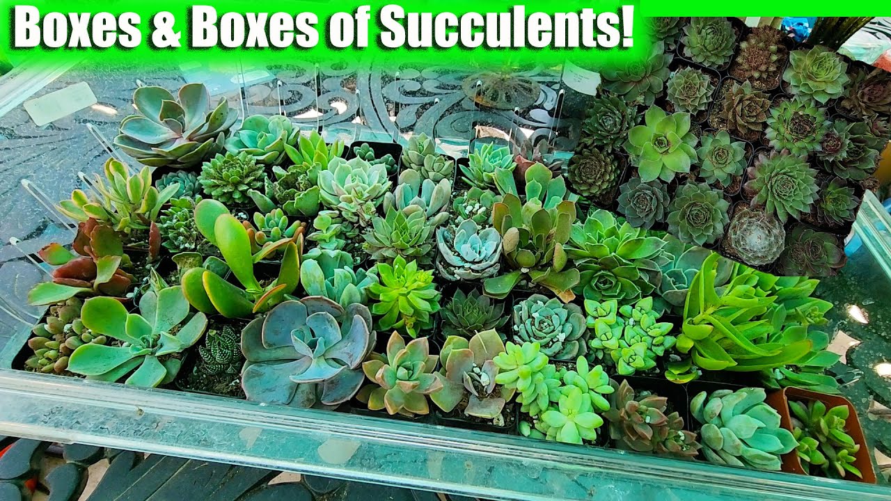 Colorful Succulents and Unusual Sempervivums From Mountain Crest Gardens