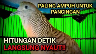 DIJAMIN AMPUH!!! PERKUTUT BANGKOK GACOR PALING COCOK UNTUK PANCINGAN SEMUA PERKUTUT PASTI NYAUT.