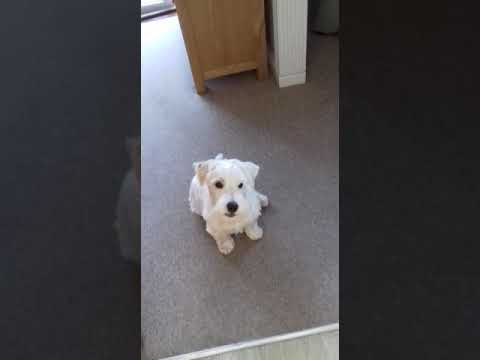 raindancer sealyham terriers