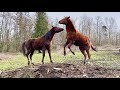 Windy Day with Mustang Babies & Healthy Boundaries