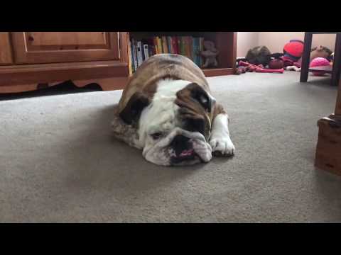 reuben-the-bulldog:-devilish-thoughts