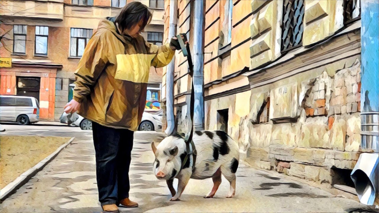 Свинки гуляют. Поросенок в центре Питера. Свинья в центре Петербурга.