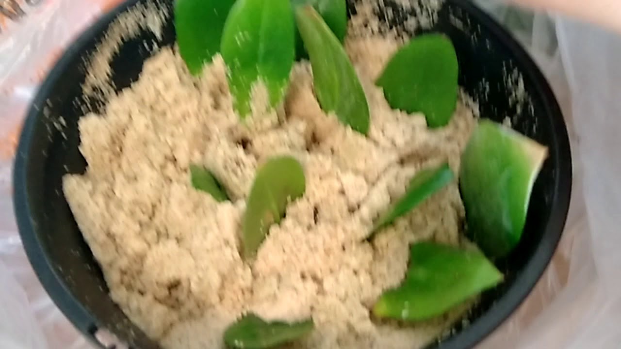How to propagate ZZ plants using leaf cuttings - YouTube