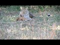 Leopard and baby buck