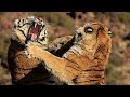 قتال النمور هو الأشرس بين كل الوحوش The Tiger Fight Is The Fiercest Of All Monsters 