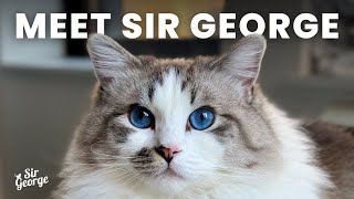 Get To Know Sir George Sir George The Ragdoll