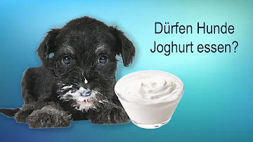 Wie oft darf ein Hund Joghurt fressen?