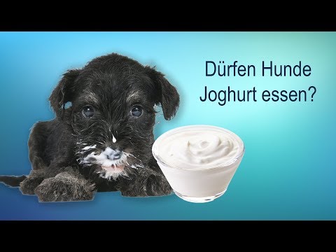Video: Joghurt für Hunde