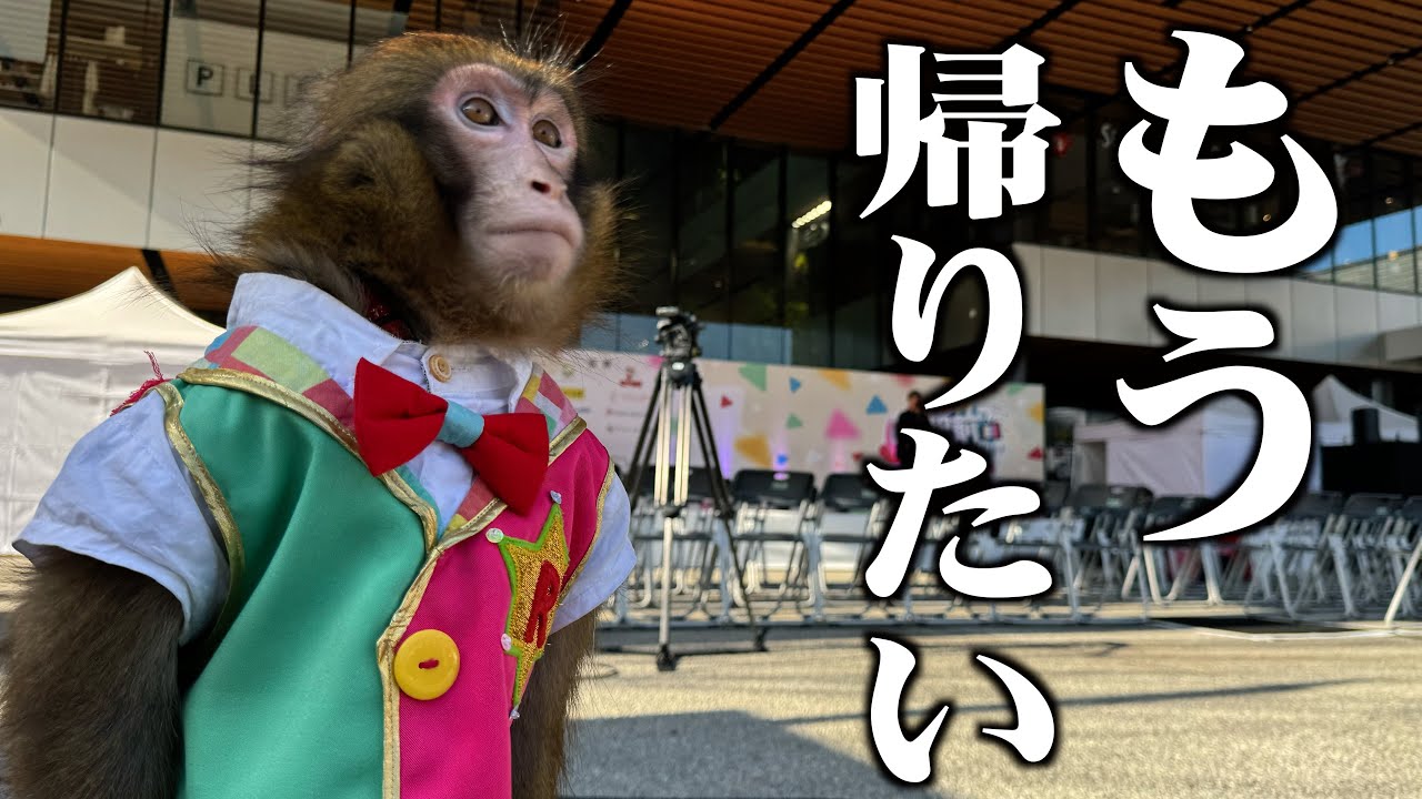はじめての出張公演で、子猿が大暴れしてボロボロだった一部始終