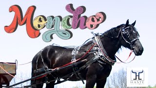 “Moncho “Percheron Gelding for Sale - Must See! Ride & Drive (606) 303-5669 #workhorse