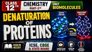 Class 12 Chemistry | Denaturation of Proteins | NCERT Unit Biomolecoles | NEET/CBSE/State Board