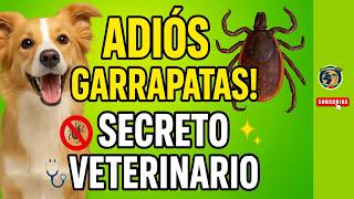 🐶🚫 Goodbye ticks! The secret to a happy and healthy dog ​​🩺✨