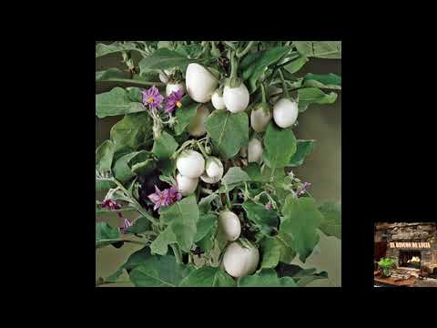 Video: Información de Solanum - Tipos de plantas de Solanum en el jardín