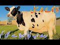 8 Cow For Sale | High-Capacity Milking Cow For Sale | Biggest Australian Cows For Sale 5 4 2026