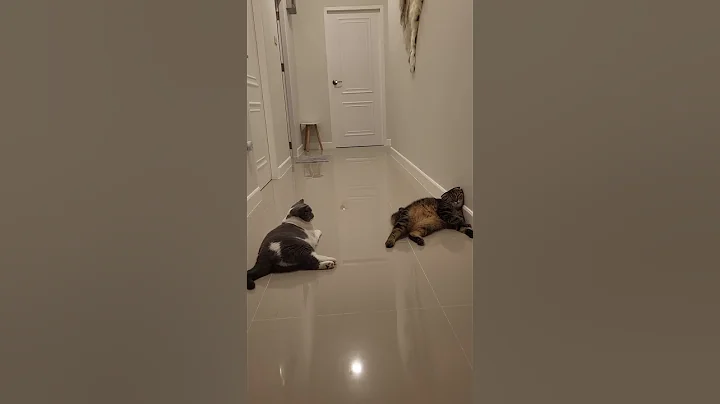 Video 11057811: scottish fold british shorthair, snow british shorthair, british shorthair sleeping, british shorthair eating