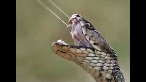 Rắn có bao nhiêu cách truyền nọc độc?