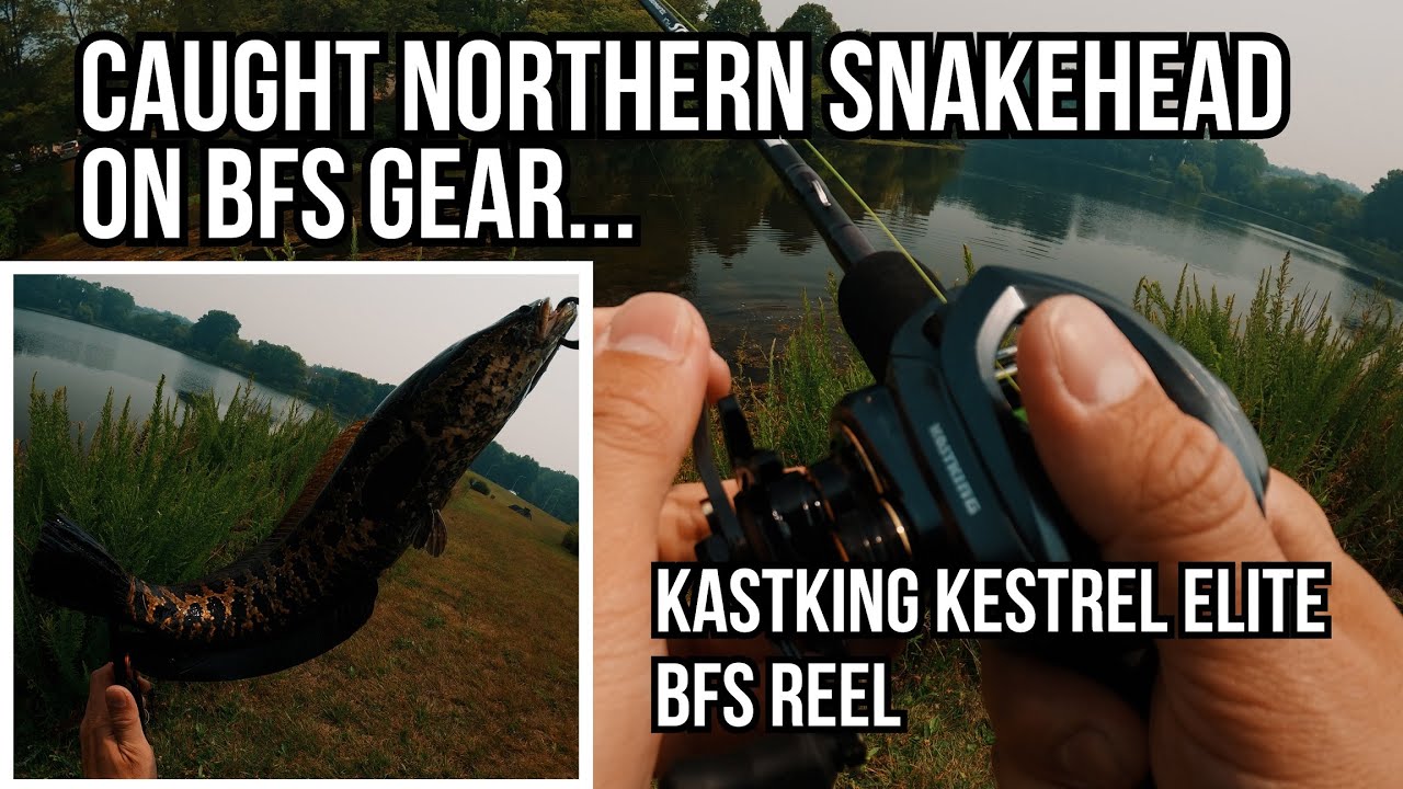 Catching Northern Snakehead with BFS Gear - Kastking Kestrel Elite Reel 