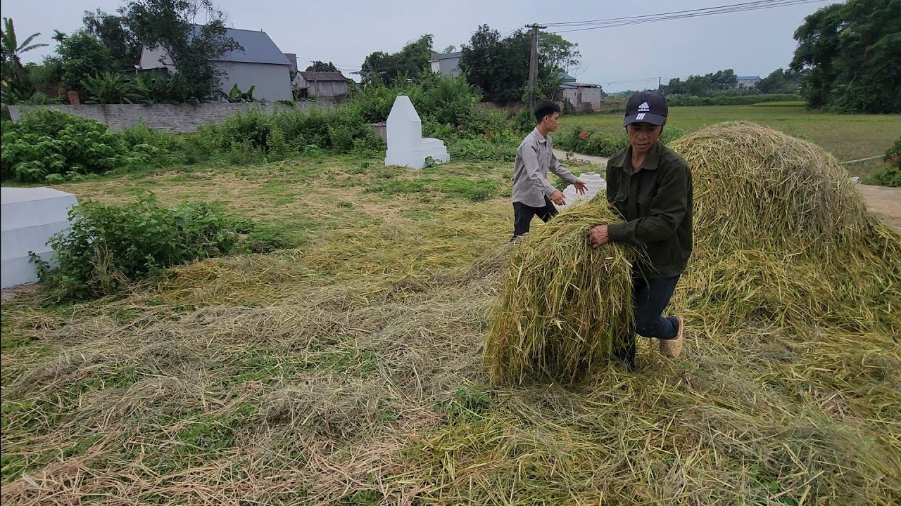 Giữa trưa a Tuân và e Thành đi phơi rơm thuê kiếm tiền. Hoàng Hiền ...