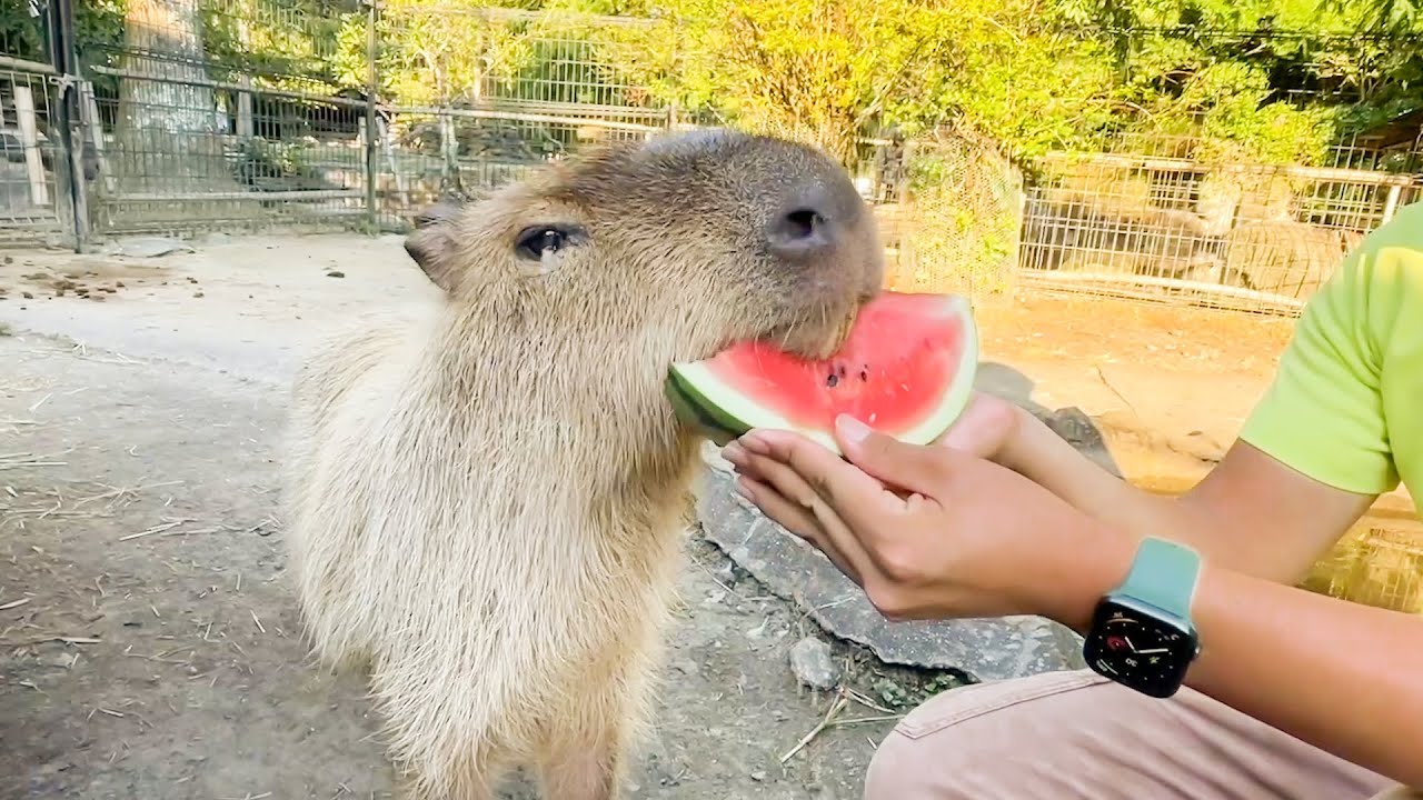 Capybara - YouTube