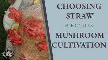 Choosing Straw for Oyster Mushroom Cultivation