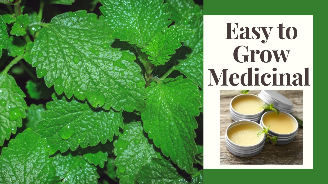 Lemon Balm Guide: Growing and Herbal Uses