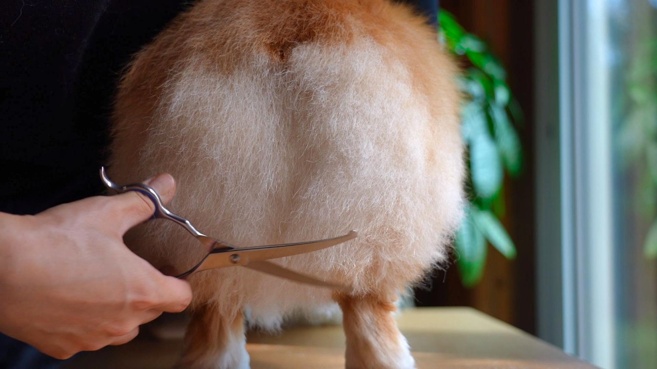 賞味期限切れの「食パン」をもちもちに焼き直した結果…🍞【コギケツ】