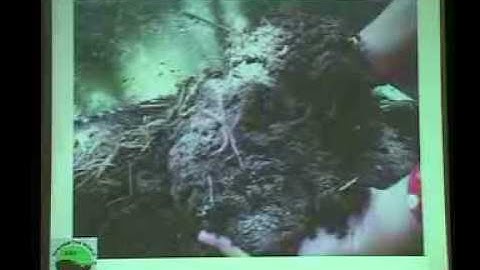 SSLS12 - Sultan Ahmed Ismail