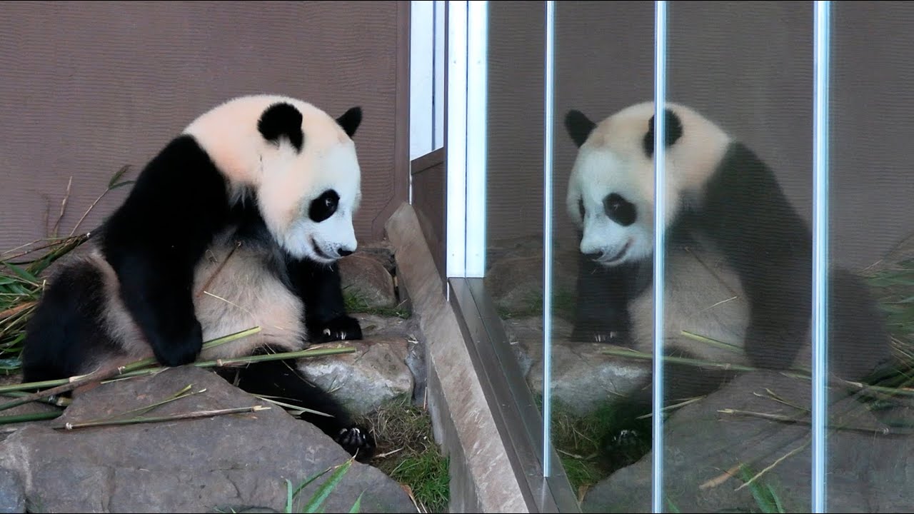 こみちゃん アドベンチャーワールド パンダ 楓浜 ジグソーパズル 2点