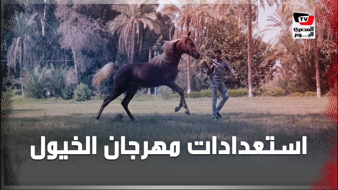 هنا تعيش أجمل الخيول الأصيلة.. كيف استعدت محطة الزهراء لمهرجان الخيول العربية  ؟