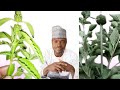 AMFANIN CIYAWAR KAN BARAWO WAJEN MAGANCE CUTUTTUKA MASU WAHALAR MAGANI 