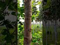 #shortvideo #ddd