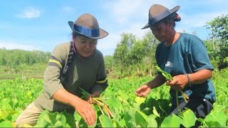 Download Lagu PANEN GENJER MP3