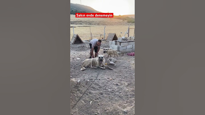 Sakın evde denemeyin #dog #kangaldog #köpek #kangal