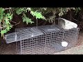 Use Havahart Live Animal Trap to Bait and Catch Raccoon, Groundhog, and other Nuisance Wildlife