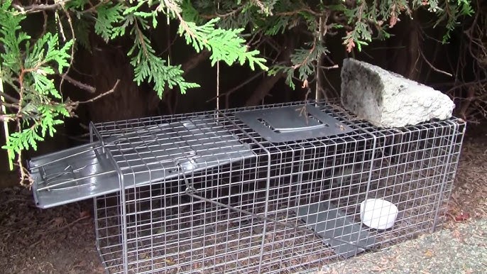 How to Set: Havahart® Feral Cat Trap Model #1099 