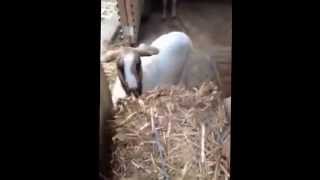 Farmer Fluff Feeds the Animals: Snapchat blog #4